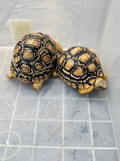 เต่าเรียลผาด  รูปที่ 2