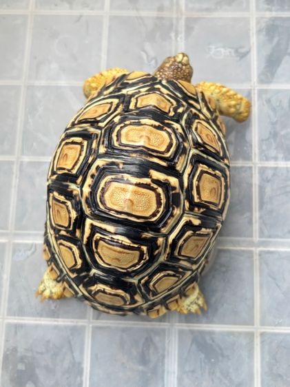 เต่าเรียลผาด  รูปที่ 4