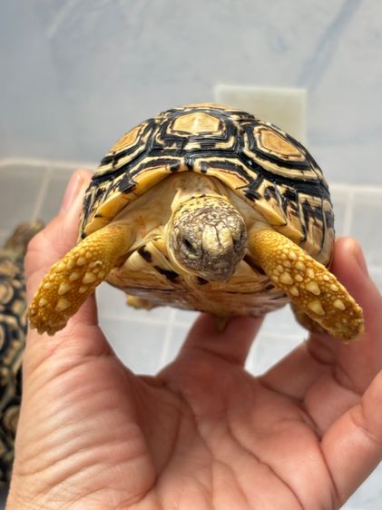 เต่าเรียลผาด  รูปที่ 11