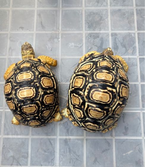 เต่าเรียลผาด 