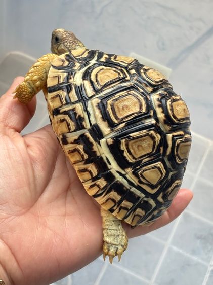 เต่าเรียลผาด  รูปที่ 15