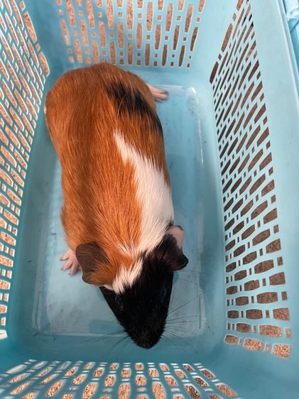 หนูแกสบี้