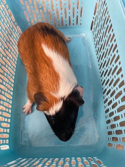 หนูแกสบี้ รูปที่ 2