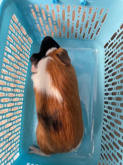 หนูแกสบี้ รูปที่ 4