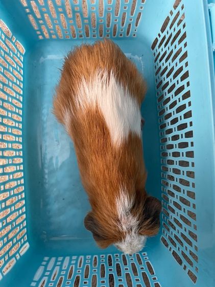 หนูแกสบี้ รูปที่ 2