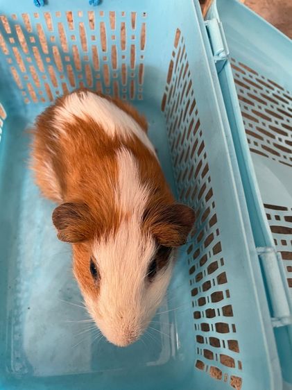 หนูแกสบี้ รูปที่ 4