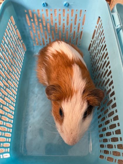 หนูแกสบี้