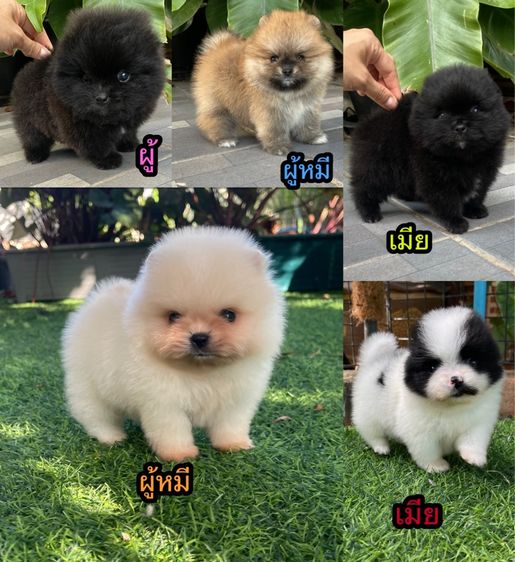 ปอมแท้สระบุรีจัดส่งได้ทุกจังหวัด