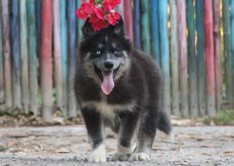 ไซบีเรียน ฮัสกี้ (Siberian Husky) กลาง ไซบีเรียนแท้ เพศหญิง ขนยาว ตาสองสี