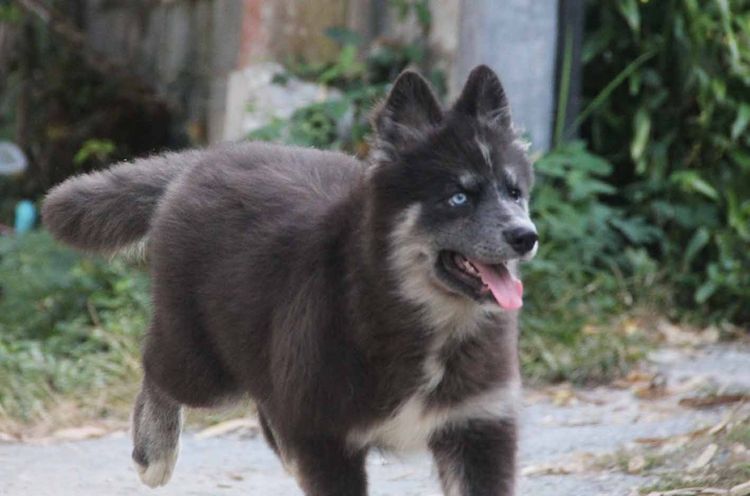 ไซบีเรียนแท้ เพศหญิง ขนยาว ตาสองสี รูปที่ 2