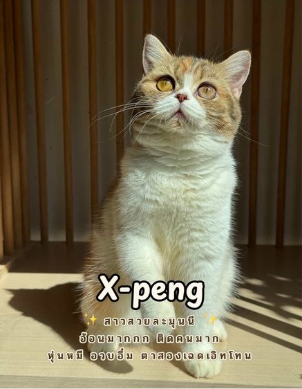 สก้อตติสแท้ หุ่นหมี อ้อนมาก 😻✨ รูปที่ 2