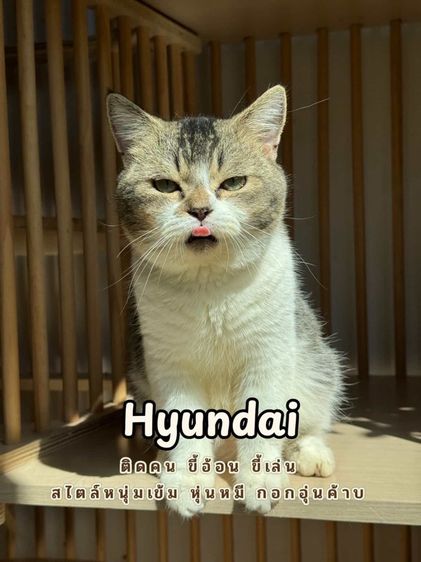 สก้อตติสแท้ หุ่นหมี อ้อนมาก 😻✨ รูปที่ 3