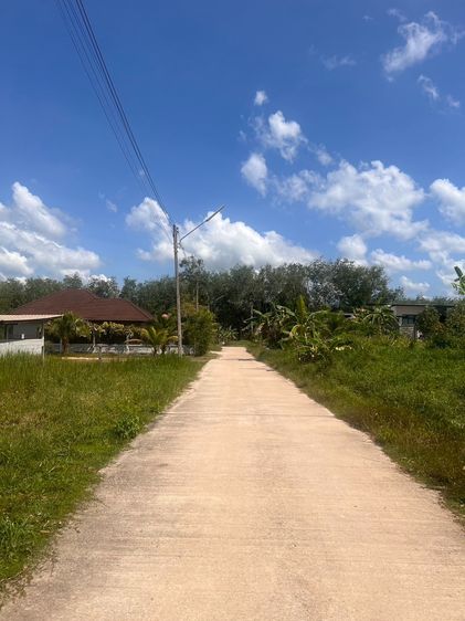 ขายที่ดิน นาหม่อม สงขลา น้ำไม่ท่วม พ.ย. 2025 เหมาะปลูกบ้าน บ้านสวน