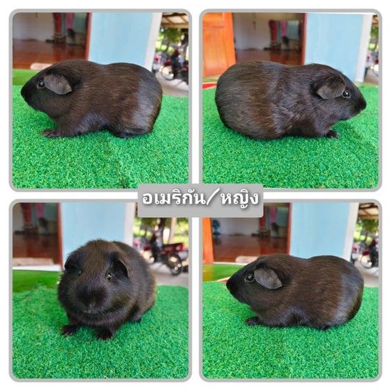 หนู​แก​ส​บี้​ขน​สั้น​น่ารัก​ๆ​ รูปที่ 6