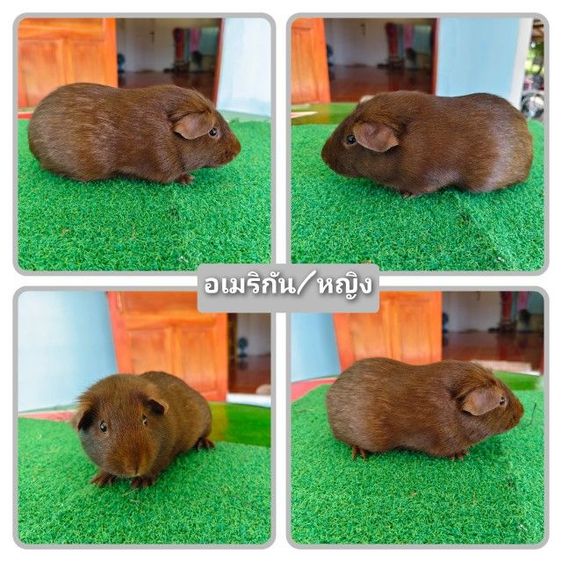 หนู​แก​ส​บี้​ขน​สั้น​น่ารัก​ๆ​ รูปที่ 3