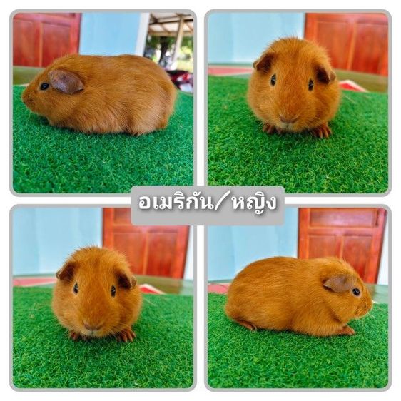 หนู​แก​ส​บี้​ขน​สั้น​น่ารัก​ๆ​ รูปที่ 2