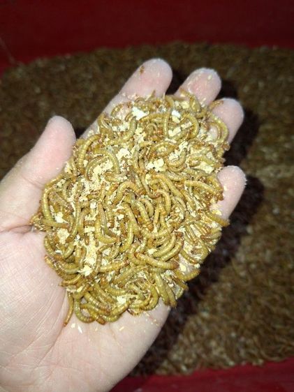 หนอนนก อาหารนก อาหารชูก้า เพิ่มโปรตีนสัตว์เลี้ยง