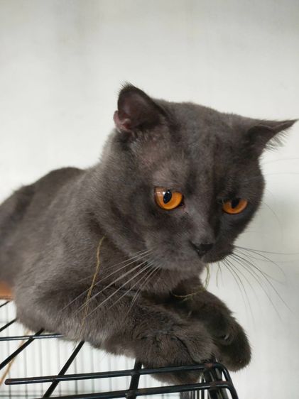 ลูกแมว สก็อตติช ซน กินเก่ง แข็งแรง รูปที่ 8