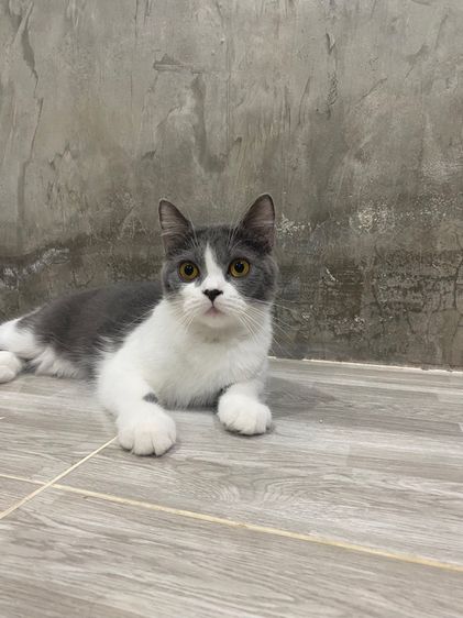 บริติช มั้นกิ้น 