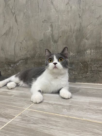 บริติช มั้นกิ้น  รูปที่ 3