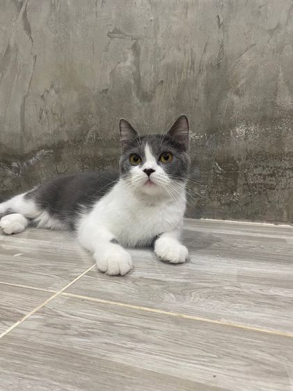 บริติช มั้นกิ้น  รูปที่ 4