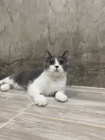 บริติช มั้นกิ้น  รูปที่ 2