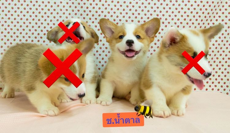 คอร์กี้แท้พร้อมย้าย รูปที่ 2