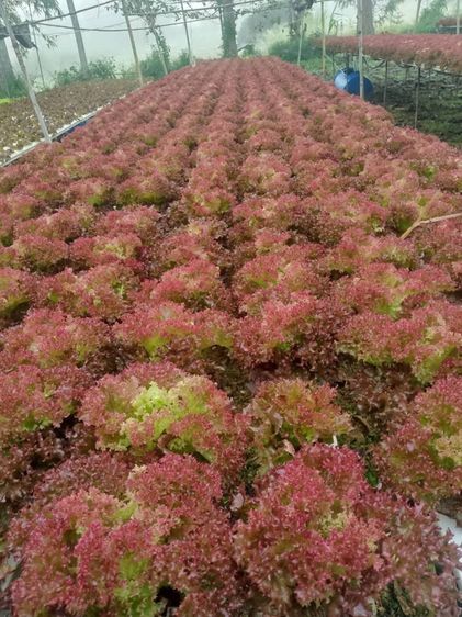 ผัดสลัดไฮโดโปรนิกส์ รูปที่ 4