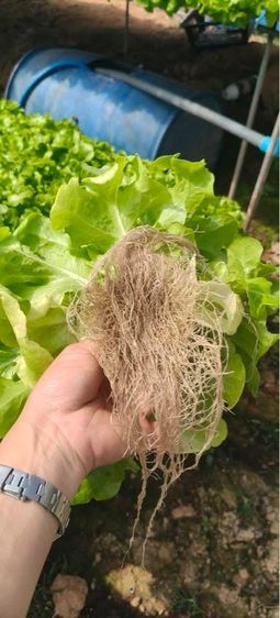 ผัดสลัดไฮโดโปรนิกส์ รูปที่ 3