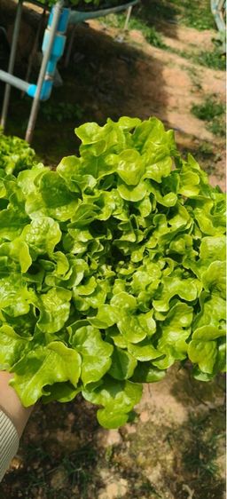 ผัดสลัดไฮโดโปรนิกส์