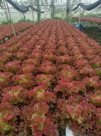 ผัดสลัดไฮโดโปรนิกส์ รูปที่ 5