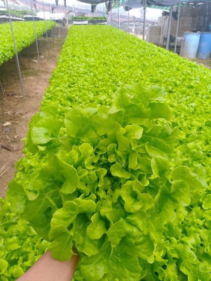 ผัดสลัดไฮโดโปรนิกส์ รูปที่ 7
