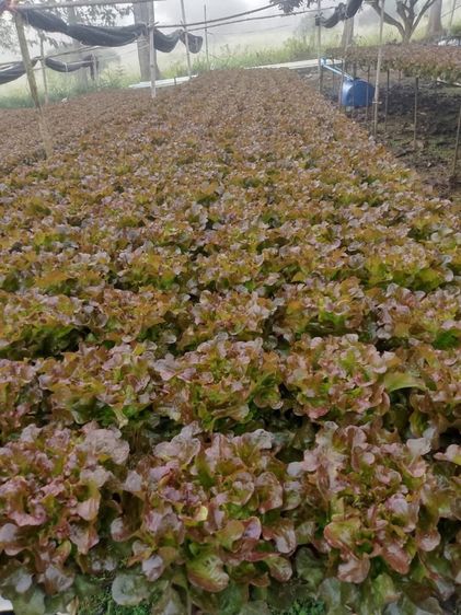 ผัดสลัดไฮโดโปรนิกส์ รูปที่ 6