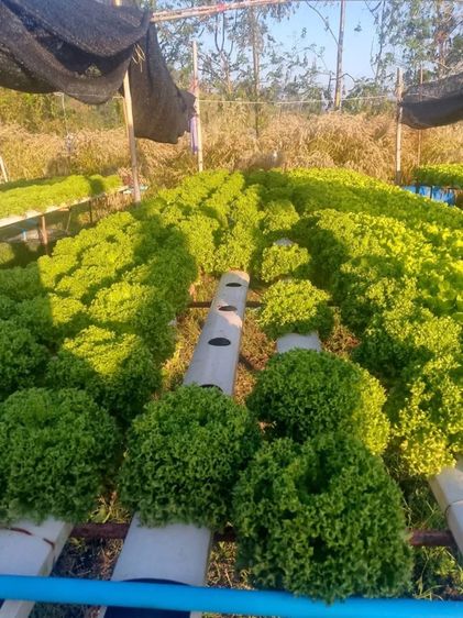 ผัดสลัดไฮโดโปรนิกส์ รูปที่ 9