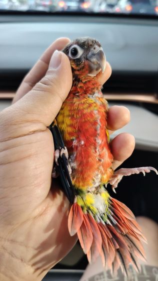 กรีนขีคเรดเยลโล่ไซต์​ สีแดงจัดจ้านมาก