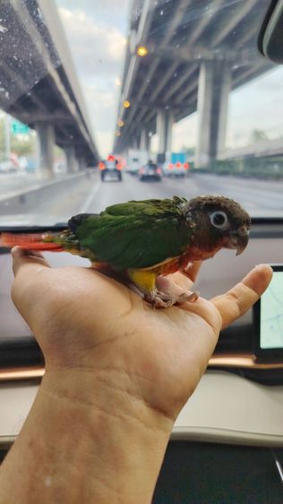 กรีนขีคเรดเยลโล่ไซต์​ สีแดงจัดจ้านมาก รูปที่ 2