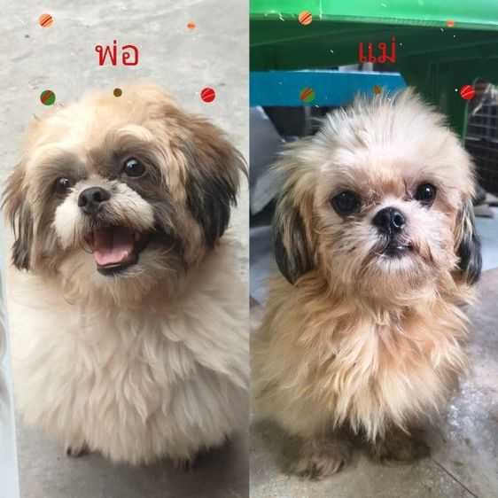 สุนัข เด็กชาย ชิสุ รูปที่ 17