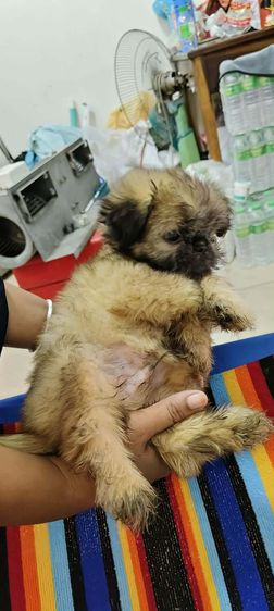 เด็กชายชิสุพร้อมย้ายบ้าน รูปที่ 4