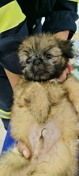 เด็กชายชิสุพร้อมย้ายบ้าน รูปที่ 3