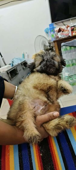 เด็กชายชิสุพร้อมย้ายบ้าน รูปที่ 5