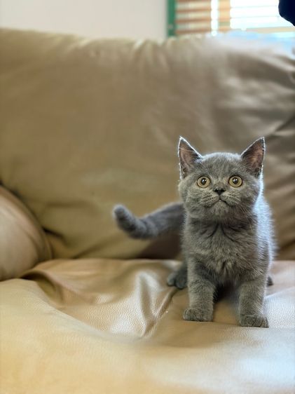 บริติช ชาย รูปที่ 2