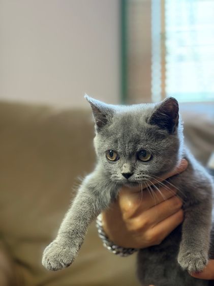 บริติช ชาย รูปที่ 3