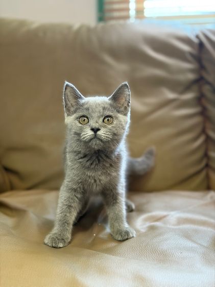 บริติช ชาย