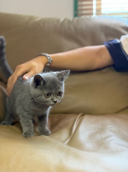 บริติช ชาย รูปที่ 5