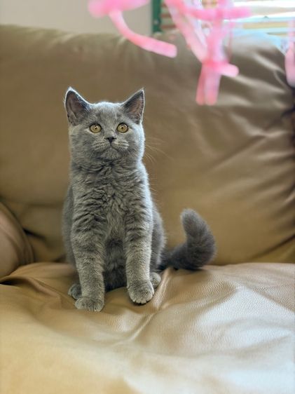 บริติช ชาย รูปที่ 5