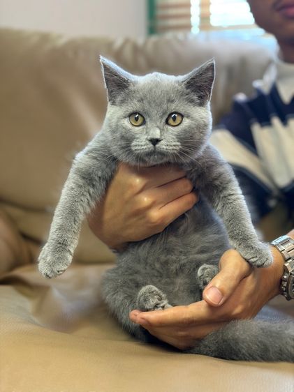 บริติช ชาย รูปที่ 6