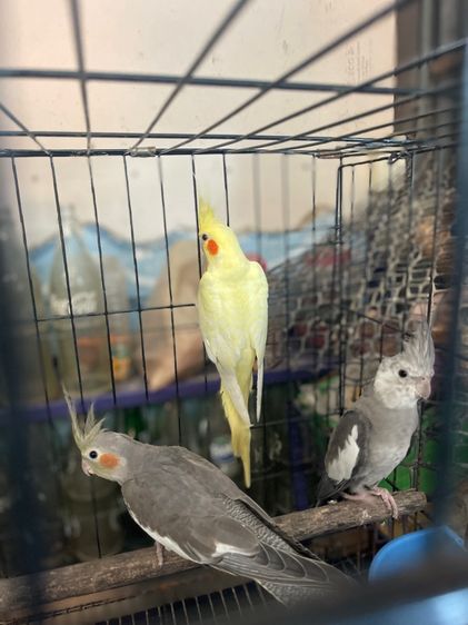 นกแก้วค๊อกคาเทลพร้อมทำ