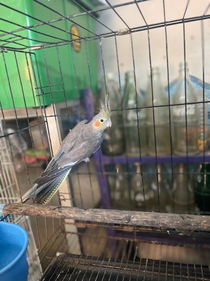 นกแก้วค๊อกคาเทลพร้อมทำ รูปที่ 3