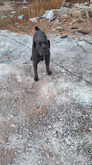 ขายแม่พันบัวโบเลืยดร้อยนำเข้า(ลดราคา) รูปที่ 2