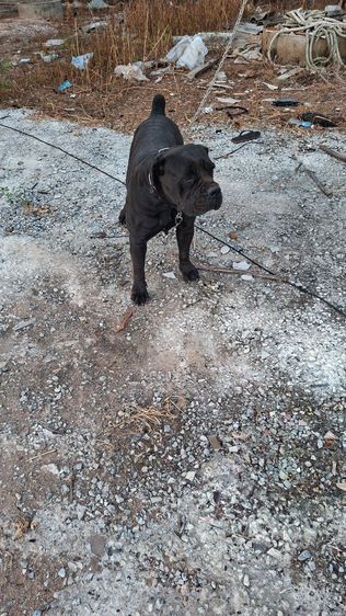 ขายแม่พันบัวโบเลืยดร้อยนำเข้า(ลดราคา) รูปที่ 3